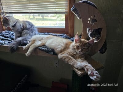 MAINE COON KITTENS