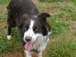 Roe – Available for Adoption!