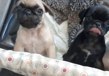 Pugs
