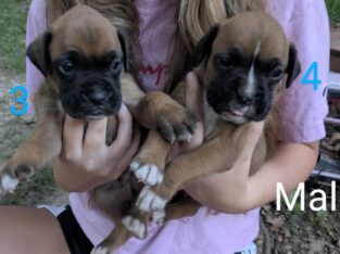Boxer puppies