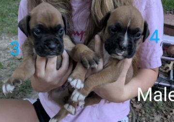 Boxer puppies