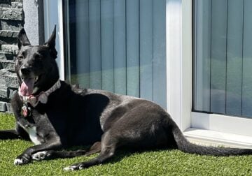 Tuxie ~ I’m Looking For My Forever Loving Home