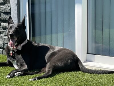 Tuxie ~ I’m Looking For My Forever Loving Home
