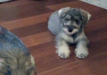 Miniature Schnauzer Puppies for Sale
