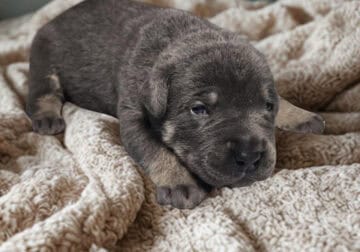 Clean Cut Cane Corso Puppies for Sale – BLUEY