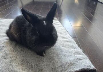 3 Adorable Holland Lop Mix Bunnies