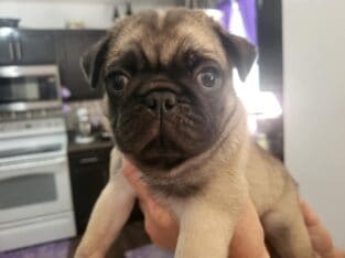 Pug puppies