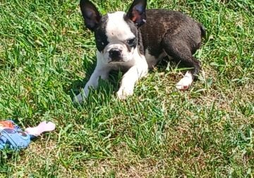 Black / Brindle / White Male Boston Terrier Puppy