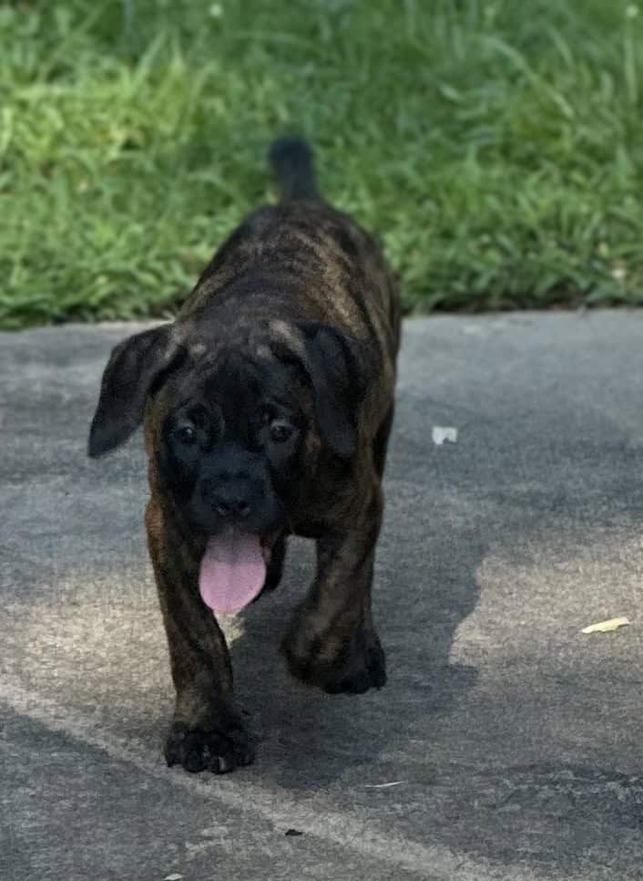 Cane Corso Puppies –13 Weeks Old image 1