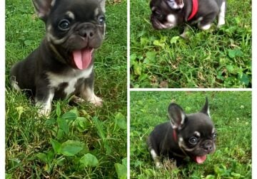 French Bulldog Male Puppy #3