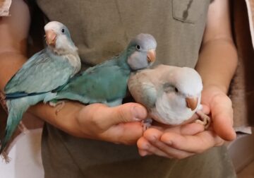 Tame Quakers