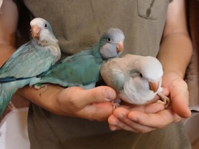 Tame Quakers