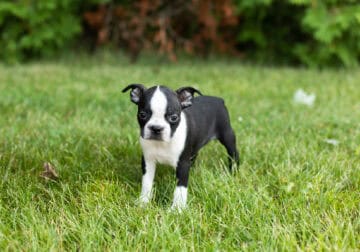 AKC Boston Terrier female puppy in Indiana (Tabi