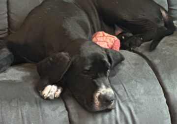 Great Dane