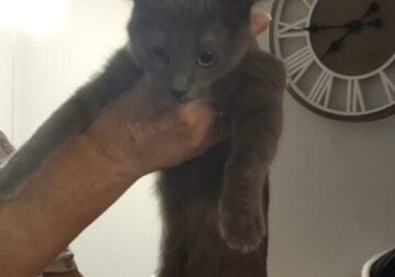Kittens needing a good home