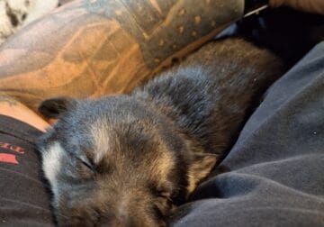 AKC Registered German Shepherd Puppies
