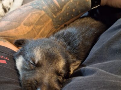 AKC Registered German Shepherd Puppies