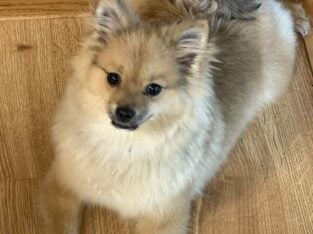 Puppy for sale