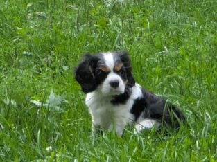 Cavalier King Charles Spaniel Tricolor male AKC