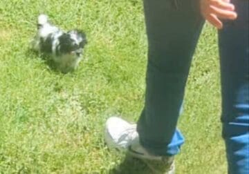 Micro mini morkie