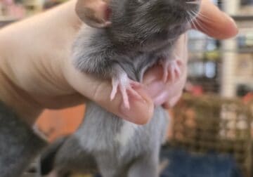 Pet Rats!