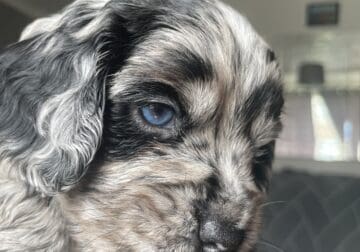 Puppy’s
