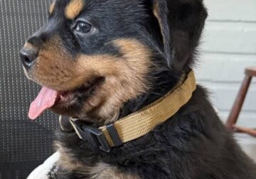 Rottweiler puppy AKC