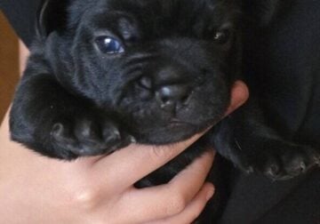 Fluffy french bulldog