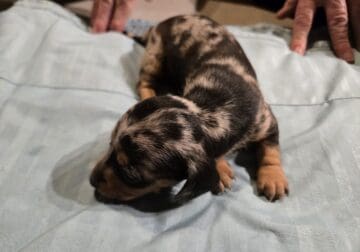 Miniature dashchund puppy