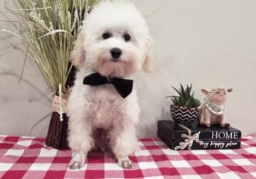 Frisco – AKC – Toy Poodle