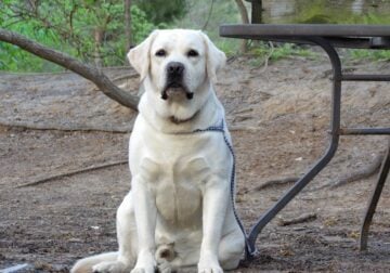 English/Show Yellow Labrador Retrievers