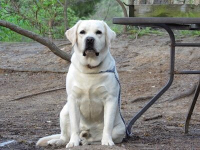 English/Show Yellow Labrador Retrievers