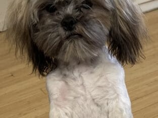 Shih Apso Male