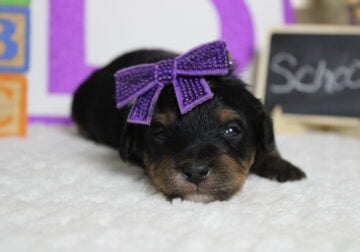CKC Bernedoodle Jan