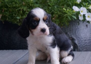 Dexter Male Cavalier