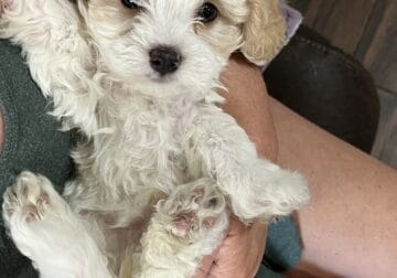 Cavapoo puppy