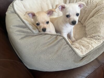 Chihuahua pure breed