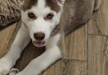 Purebred AKC registered Siberian Husky