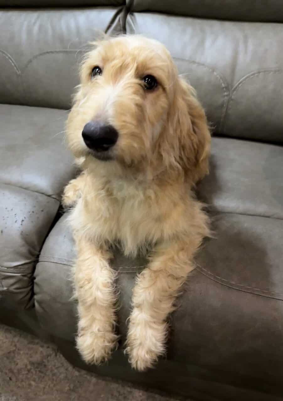 Goldendoodle Puppy - Golden Nugget image 7