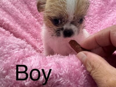 Shih Tzu mix