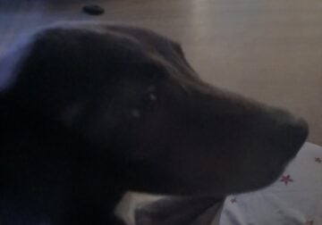 Jack…caring dog
