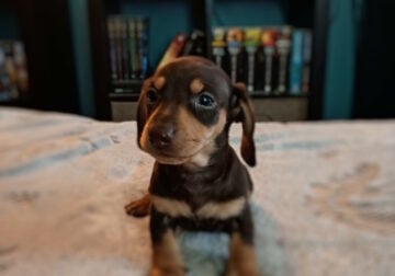 Miniature Dachshunds