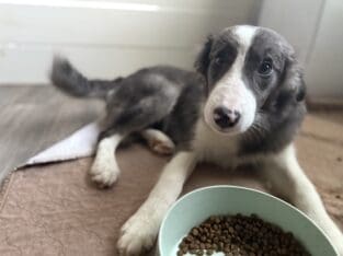 Border collie Puppies