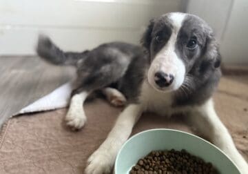 Border collie Puppies