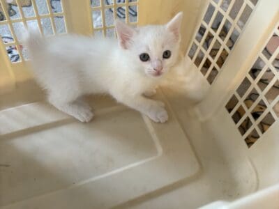 Pretty White Kitten