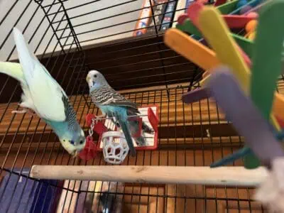 Rehome playful and loving parakeets