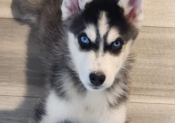 Siberian Husky’s
