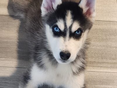 Siberian Husky’s