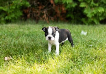 AKC Boston Terrier male pup in Indiana (Ollie)