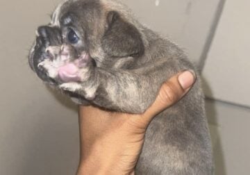 Female Frenchie puppy